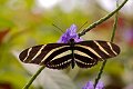 Heliconius Charitonius Zebra Longwing vlinder vlinders butterfly butterflies papillon papillons